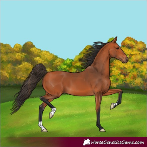 Horse Color:Bay 
