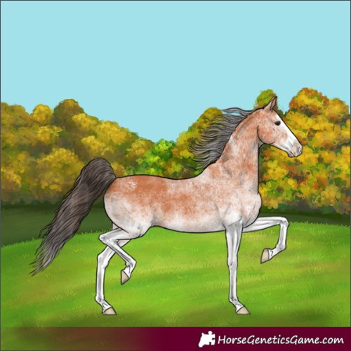Horse Color:White Spotted Bay Splash