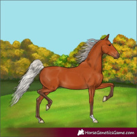 Horse Color:Silver Bay