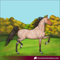 Horse Color:Bay Roan