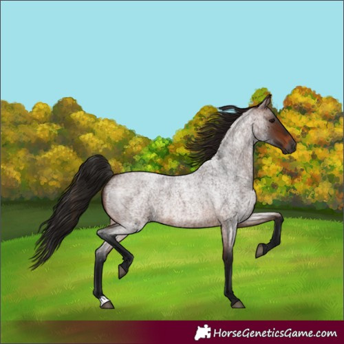 Horse Color:Gray Bay Roan 