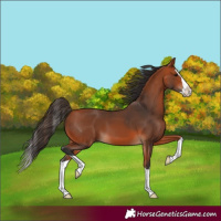 Horse Color:Bay Splash