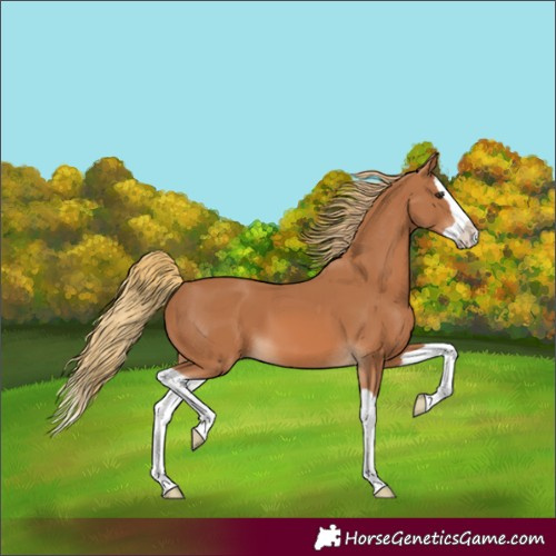 Horse Color:Chestnut Splash