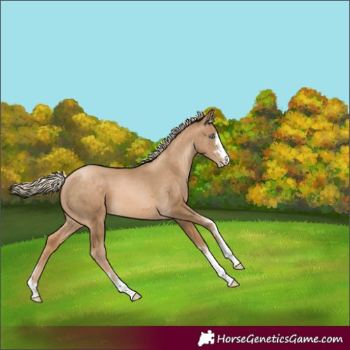 Horse Color:Chocolate Palomino Pearl 