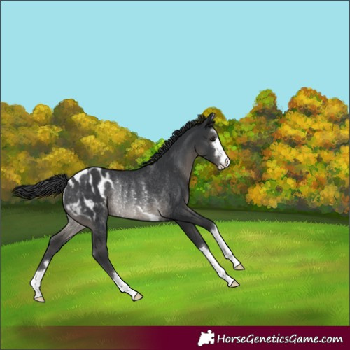 Horse Color:Black Appaloosa Rabicano 