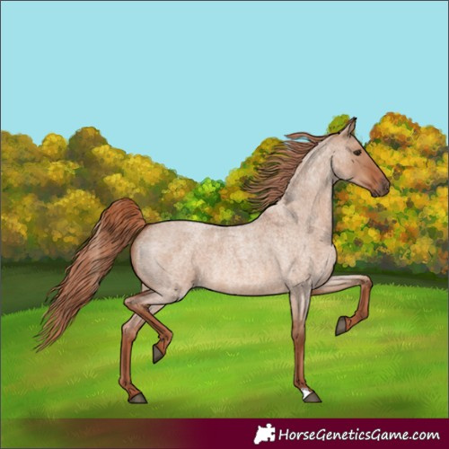 Horse Color:Red Dun Roan 