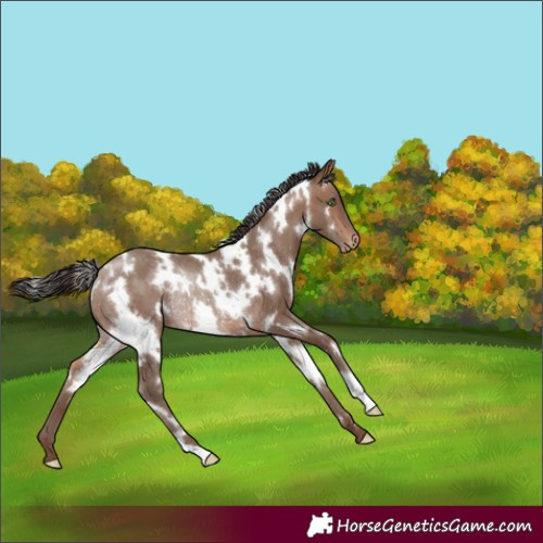 Horse Color:White Spotted Sable Champagne Appaloosa Rabicano 