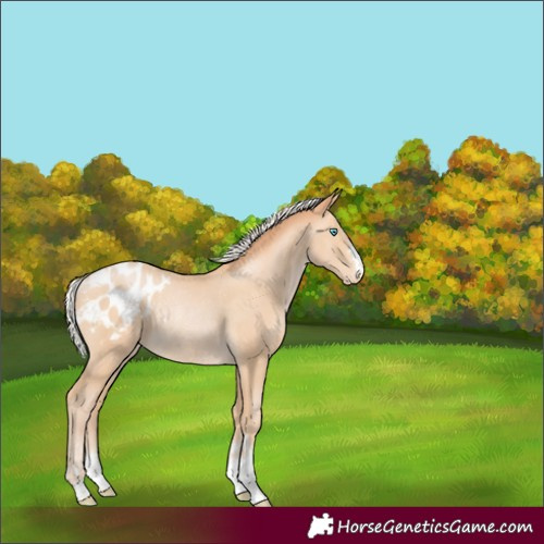 Horse Color:Silver Buckskin Pearl Appaloosa Rabicano 