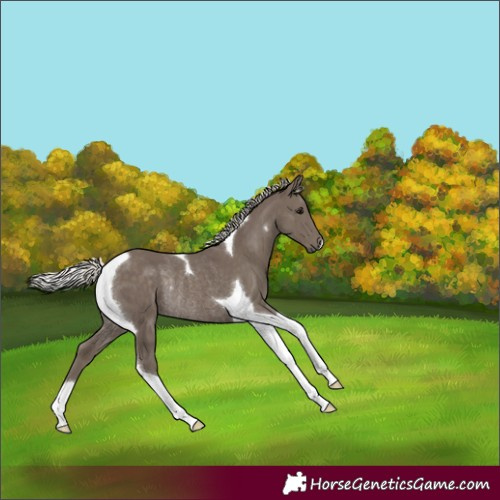Horse Color:Silver Smoky Black Tobiano Rabicano 