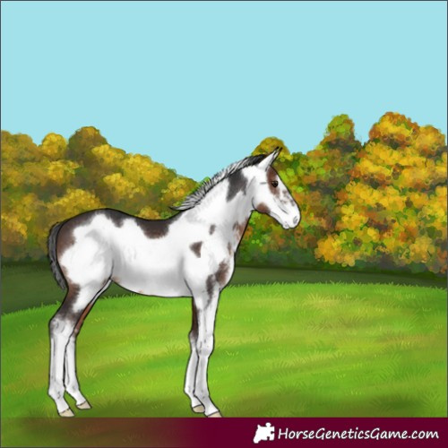 Horse Color:Brown Sabino Frame