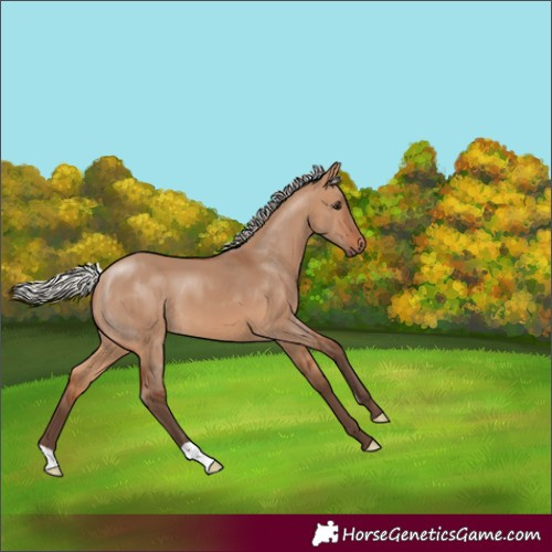 Horse Color:Silver Brown Dun