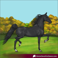 Horse Color:Black 