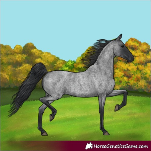 Horse Color:Blue Roan 