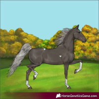 Horse Color:Silver Black Tobiano 