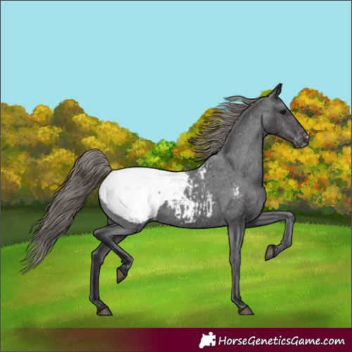 Horse Color:Smoky Black Snowcap