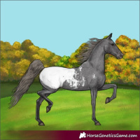 Horse Color:Smoky Black Appaloosa 