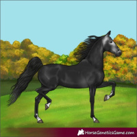 Horse Color:Gray Smoky Black 