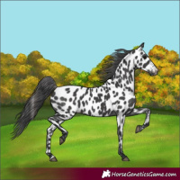 Horse Color:Black Appaloosa