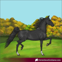 Horse Color:Black 