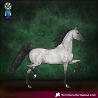 Horse Color:Grullo Roan