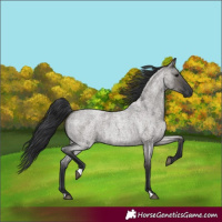 Horse Color:Grullo Roan