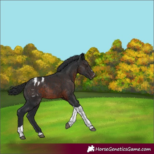 Horse Color:Brown Tobiano Varnish Rabicano