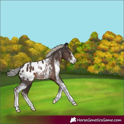 Horse Color:Silver Black Sabino Blanket Rabicano