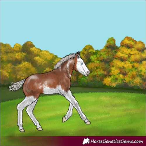 Horse Color:Silver Bay Sabino Splash 