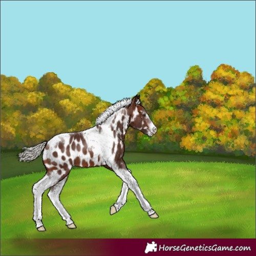 Horse Color:Silver Brown Sabino Tobiano Near Leopard 