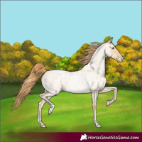 Horse Color:Buckskin Roan Pearl