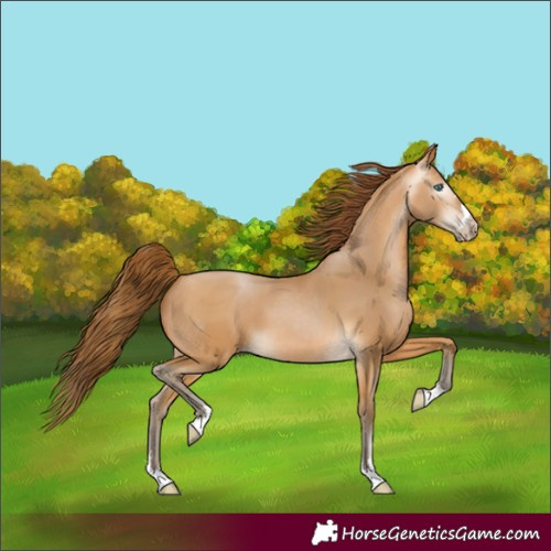 Horse Color:Gray Buckskin Pearl