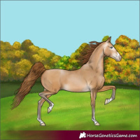 Horse Color:Gray Buckskin Pearl