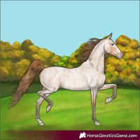 Horse Color:Gray Perlino Roan Splash 