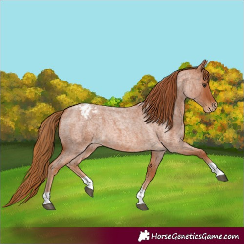 Horse Color:Red Roan Appaloosa 