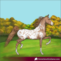 Horse Color:Black Pearl Appaloosa 