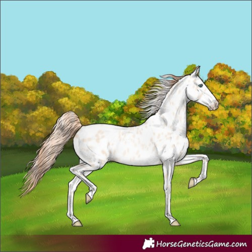 Horse Color:Sable Cream Champagne Pearl Sabino Near Leopard