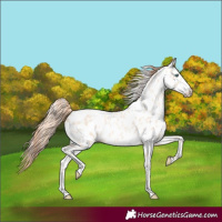 Horse Color:Sable Cream Champagne Pearl Sabino Appaloosa 