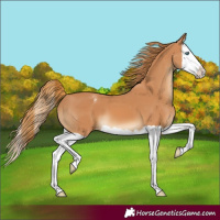 Horse Color:Chestnut Splash Appaloosa