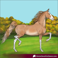 Horse Color:Chestnut Splash Varnish 