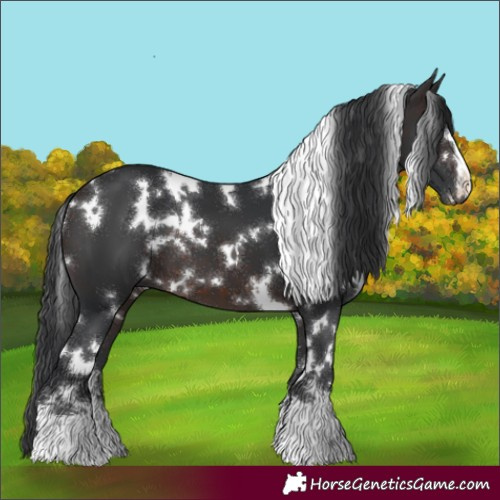Horse Color:White Spotted Brown 