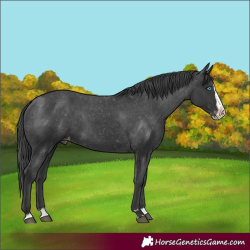 Horse Color:Black Splash Appaloosa 