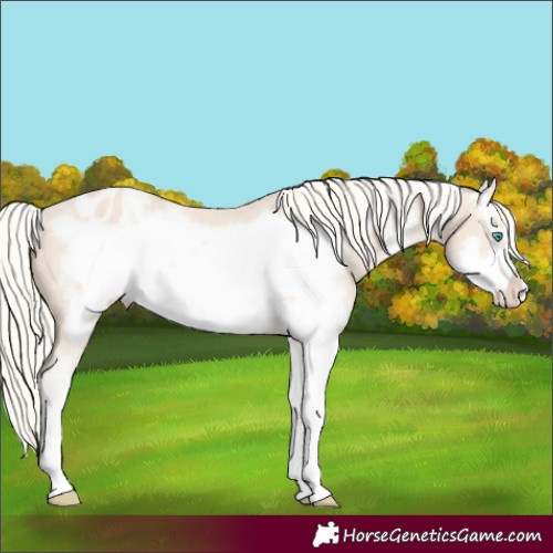 Horse Color:Cremello Sabino Frame Appaloosa Rabicano 