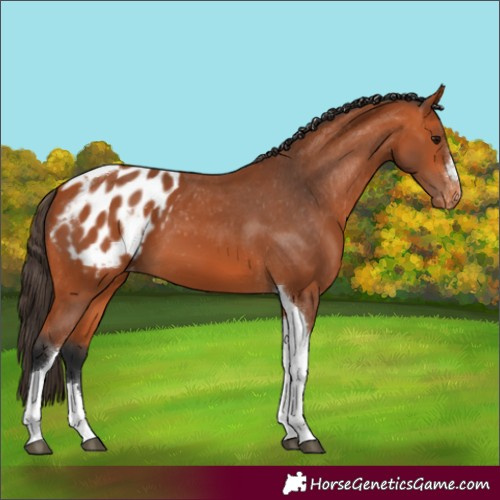 Horse Color:Bay Tobiano Appaloosa 