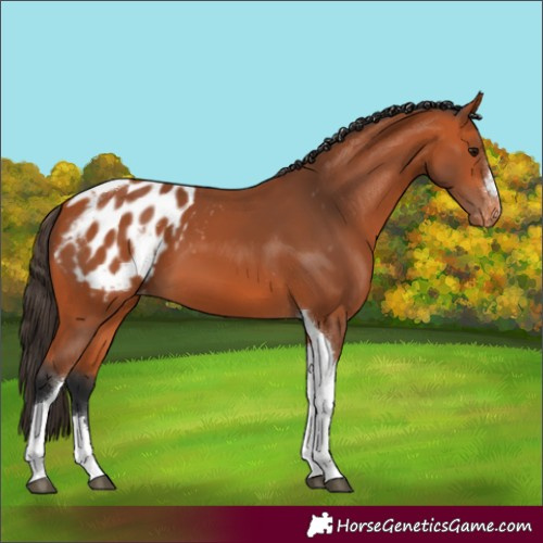 Horse Color:Bay Tobiano Appaloosa 