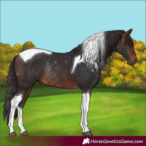 Horse Color:Bay Tobiano Rabicano