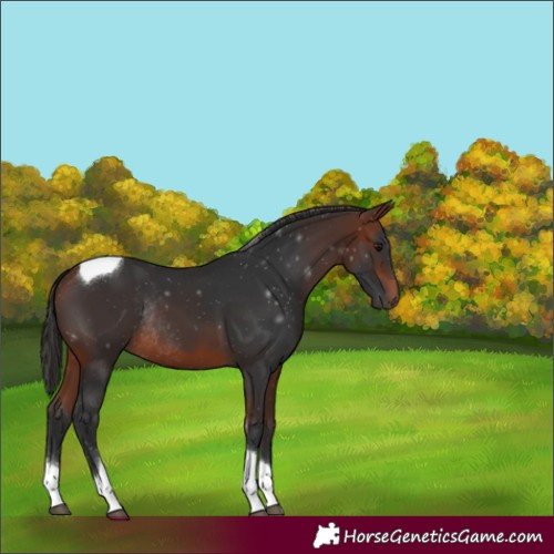 Horse Color:Bay Tobiano Rabicano