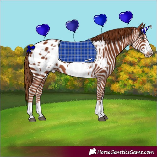 Horse Color:Chestnut Frame Appaloosa 