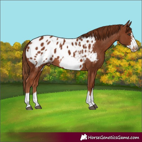 Horse Color:Chestnut Frame Blanket