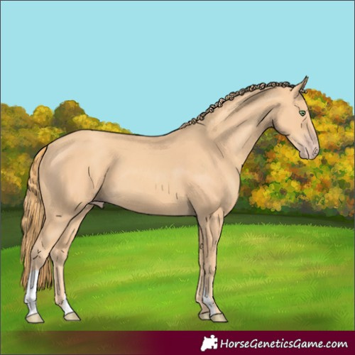 Horse Color:Gold Champagne 