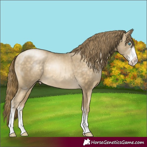 Horse Color:Buckskin Pearl Sabino